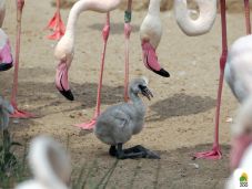 Egymás után kelnek ki a flamingófiókák a budapesti állatkertben