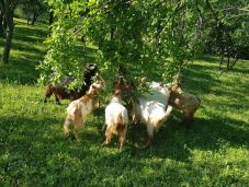 Szembeszállt a medvével kecskéi védelmében egy Buzău megyei asszony