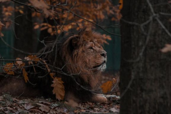 Oroszlánt láttak az éjszaka a városban, egész Berlinben keresik a vadállatot