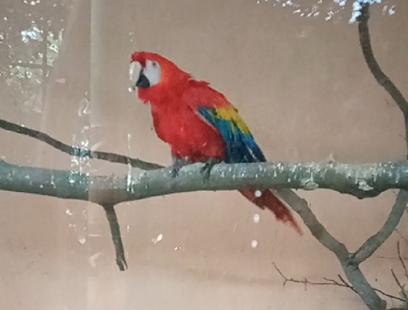 Új lakók érkeztek a marosvásárhelyi állatkertbe