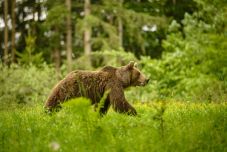 Szétmarcangolhatott egy férfit a medve Bögözben – Borboly Csaba szerint hallgattak róla