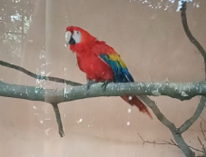 Új lakók érkeztek a marosvásárhelyi állatkertbe