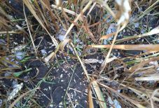 Állami kártalanításban bíznak a jégeső miatt termény nélkül maradt felsőháromszéki gazdák