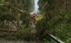 Fa dőlt a sínekre Marosfő és Vasláb között