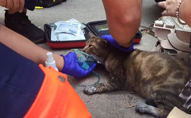 Cicát mentettek ki a lakástűzből a tűzoltók (VIDEÓ)