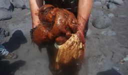 Nagy volt az öröm, amikor ez előkerült egy elpusztult bálna bélrendszeréből