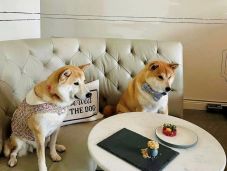 Itt az újabb őrület – kutyákat kiszolgáló étterem nyílt