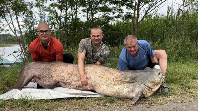 Gigászi harcsát fogott ki egy magyar horgász