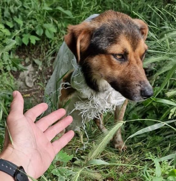 Állatkínzás: zsákba kötöttek egy szukát és hét kölyökkutyát