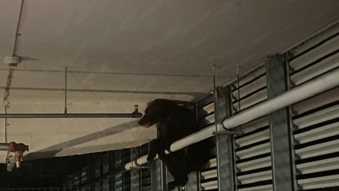 Lezuhant egy medve a brassói bevásárlóközpont parkolójában