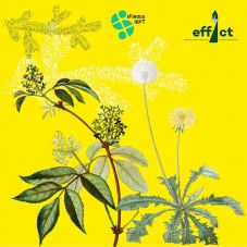 Kihívás a sepsiszentgyörgyieknek: gyűjtsenek növényeket, igyanak házi szörpöt