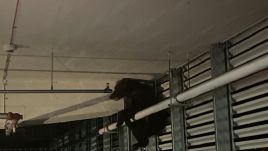 Lezuhant egy medve a brassói bevásárlóközpont parkolójában