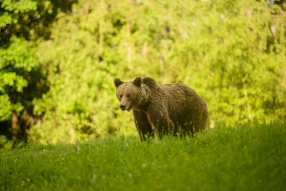 Olténiában is felbukkant a medve