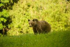 Olténiában is felbukkant a medve