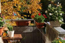 Kezdődik a Virágos Kolozsvár városszépítési vetélkedő