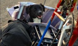 Romániában talált hűséges útitársat magának egy brit világutazó, azóta el sem szakadnak egymás mellől