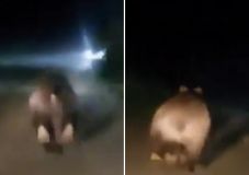 Így nézett ki a Kolozs megyei falu utcáin lefilmezett óriásmedve
