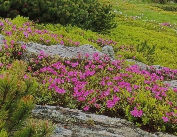 Virágzik az erdélyi havasszépe a Radnai-havasokban