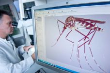 Genetikailag módosított szúnyogokkal szabadulnának a szúnyogoktól a horvátok