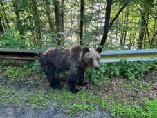 Kifakadt a medvékre az ortodox érsek, miután megmentett két kerékpárost a támadó vadtól