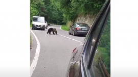 Üveggel dobáltak és spray-vel fújtak le medvéket a Transzfogarason (VIDEÓ)