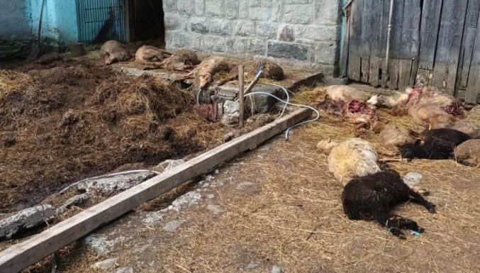 Mindennaposak a medvetámadások: 21 juhot ölt meg a medve Olaszteleken