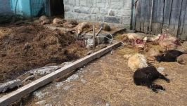 Mindennaposak a medvetámadások: 21 juhot ölt meg a medve Olaszteleken