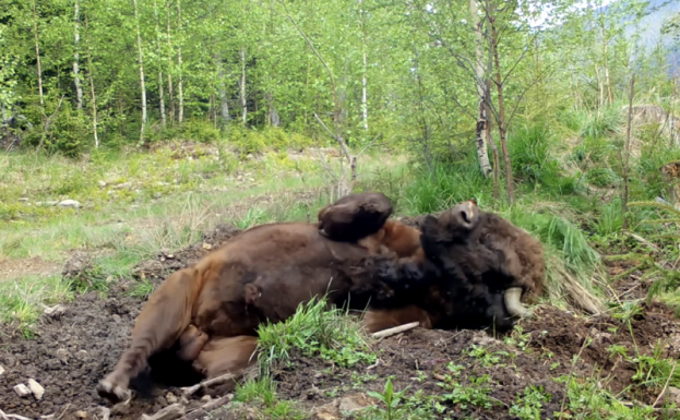 Önfeledten lazul egy bölény a Fogarasi-havasokban