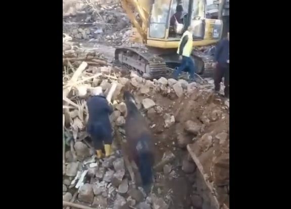 Lovat mentettek a romok alól Törökországban – Állítólag három héttel a katasztrófa után