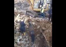 Lovat mentettek a romok alól Törökországban – Állítólag három héttel a katasztrófa után 