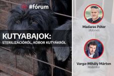 Kutyabajok: sterilizációról, kóbor kutyákról Madaras Péter állatorvossal