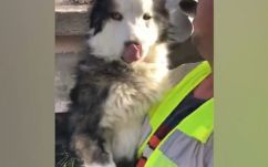 Három hét után mentettek ki egy kutyát a romok alól Törökországban