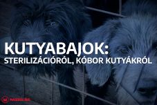 Kutyabajok: sterilizációról, kóbor kutyákról
