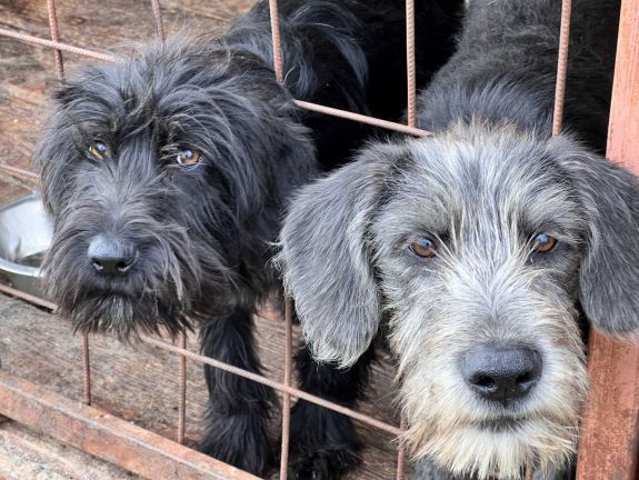 A rendőrség minden háromszéki faluban ellenőrzi a kutyatartókat