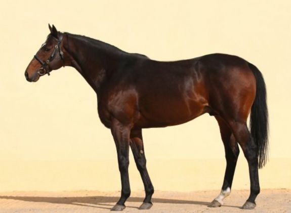 Csehországban ellopták Ramzan Kadirov lovát