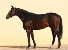 Csehországban ellopták Ramzan Kadirov lovát