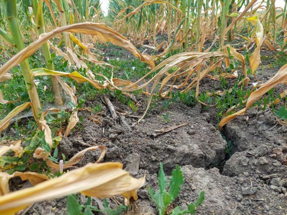 Az elmúlt 30 évből a tavalyi volt a legnehezebb a mezőgazdaság számára