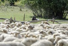 Beszterce-Naszód megye: 40 juhot téptek szét a farkasok