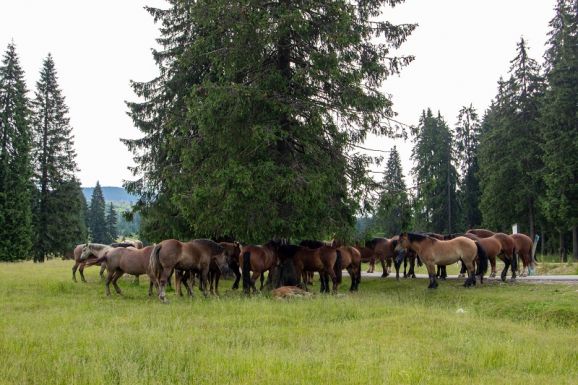Vizsgálat indult az Olaszországba eladott lóhús miatt