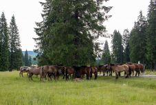 Vizsgálat indult az Olaszországba eladott lóhús miatt