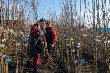 Háromszéken idén célba ér az őshonos gyümölcsfák visszatelepítési programja 