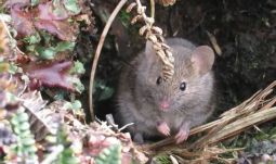 A világ legnagyobb egérirtására készülnek a Marion-szigeten