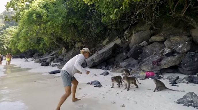 Majombanda támadt a nyaraló családra