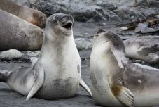 A szélsőséges poligámia korai halálba kergetheti a hím elefántfókákat