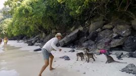 Majombanda támadt a nyaraló családra