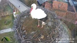 Megérkezett az első gólya a magyarfenesi fészekbe