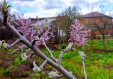 Feladja a leckét a hideg a gyümölcstermesztőknek – akár nyolcvan százalékos terményvesztést is okozhat a fagy