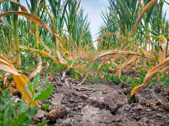 Jelentősen csökkent tavaly a gabonatermés