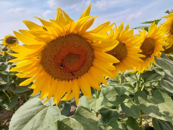 Románia az első napraforgótermesztésben az EU-ban