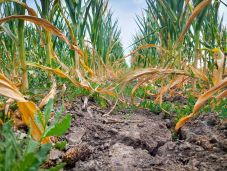 Jelentősen csökkent tavaly a gabonatermés